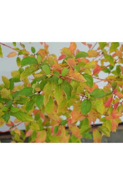 Дерен пурпурово- червоний Мідвінтер Фаєр листя восени